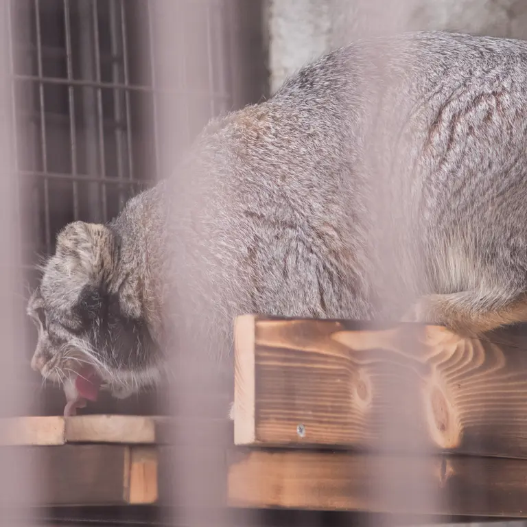 Фотография Фиги в Зоопарке Ногеяме