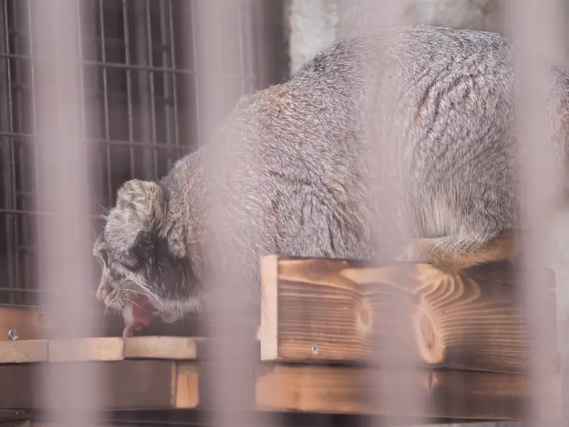 Фотография Фиги в Зоопарке Ногеяме