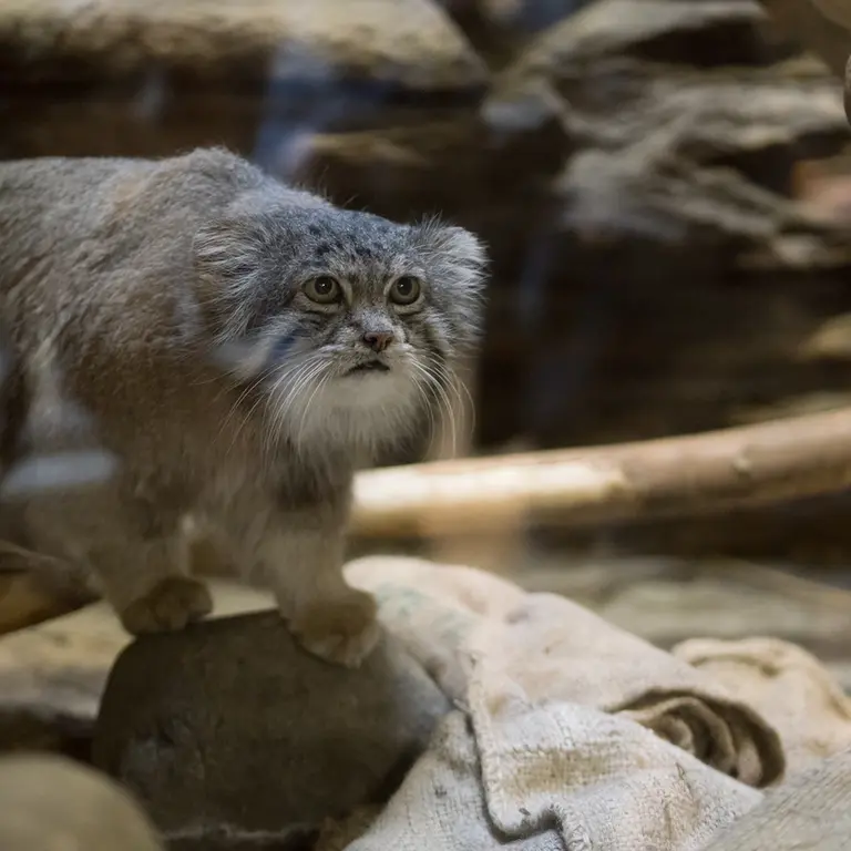 Фотография Клёна в Зоопарке Уено