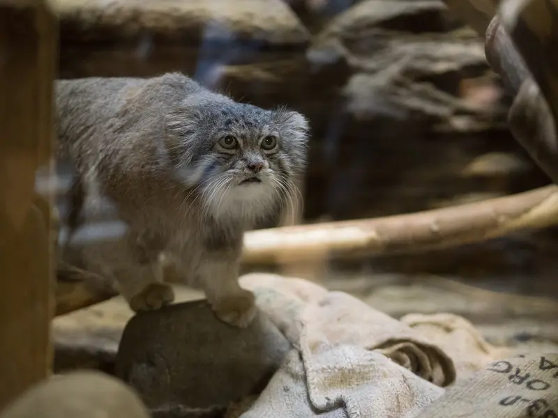 Фотография Клёна в Зоопарке Уено