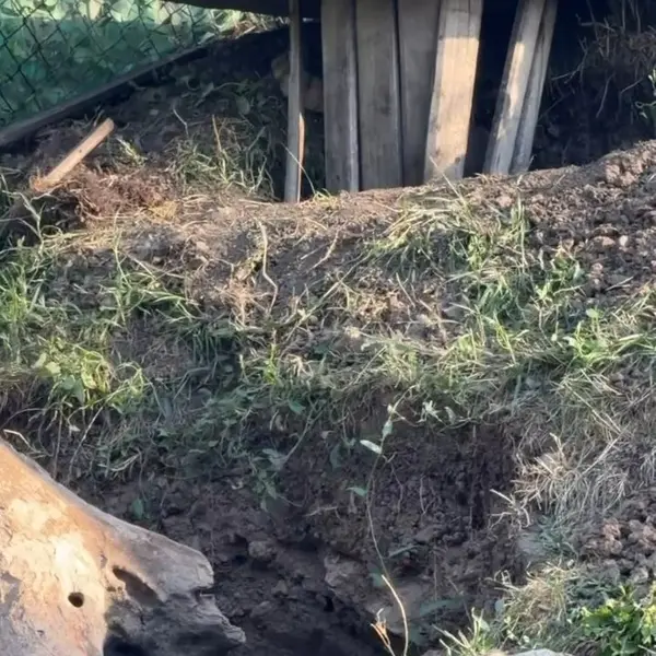 Фотография с манулом в Ереванском Зоопарке