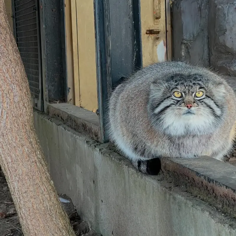 Фотография с манулом