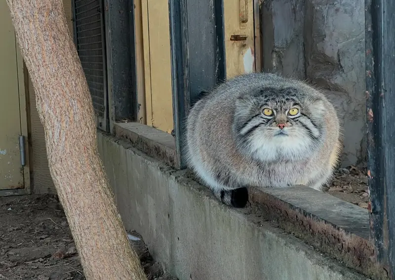 Фотография с манулом