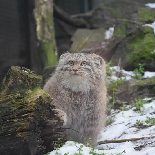 Фотография Люси в Будапештском Зоопарке