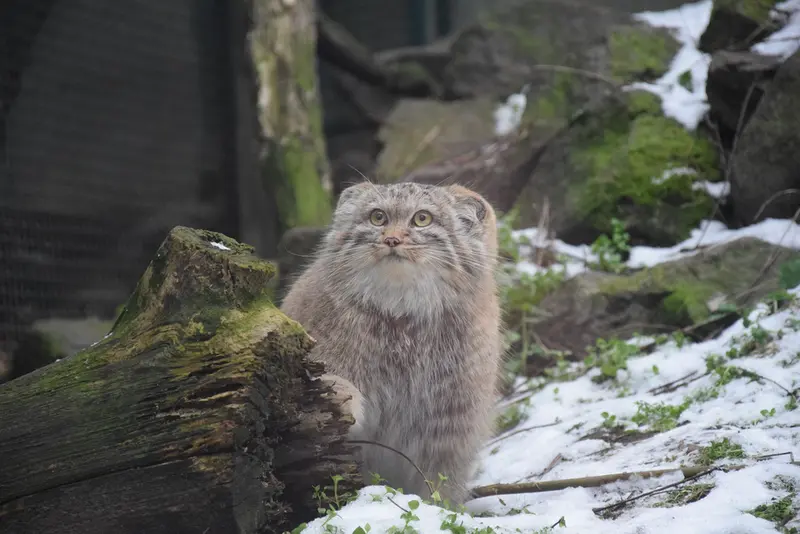 Фотография Люси в Будапештском Зоопарке