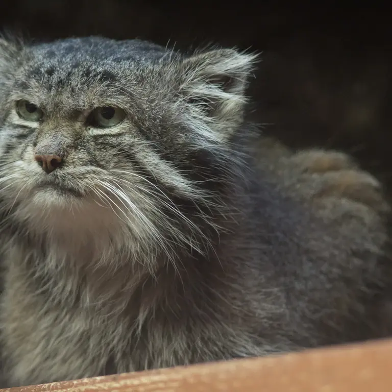 Фотография Клёна в Зоопарке Уено