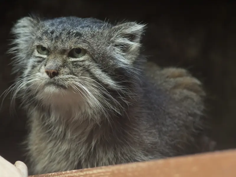 Фотография Клёна в Зоопарке Уено