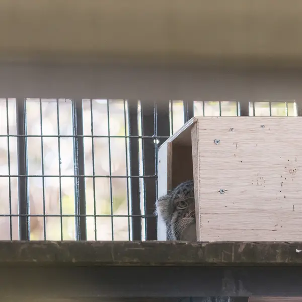 Фотография Фиги в Зоопарке Ногеяме