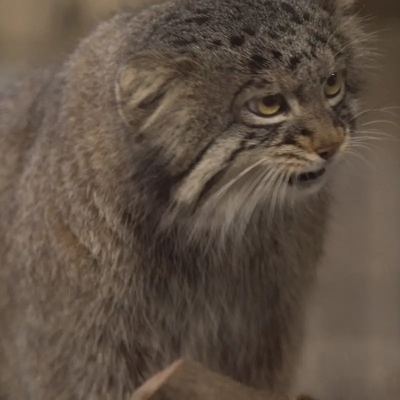 Фотография Фиги в Зоопарке Ногеяме