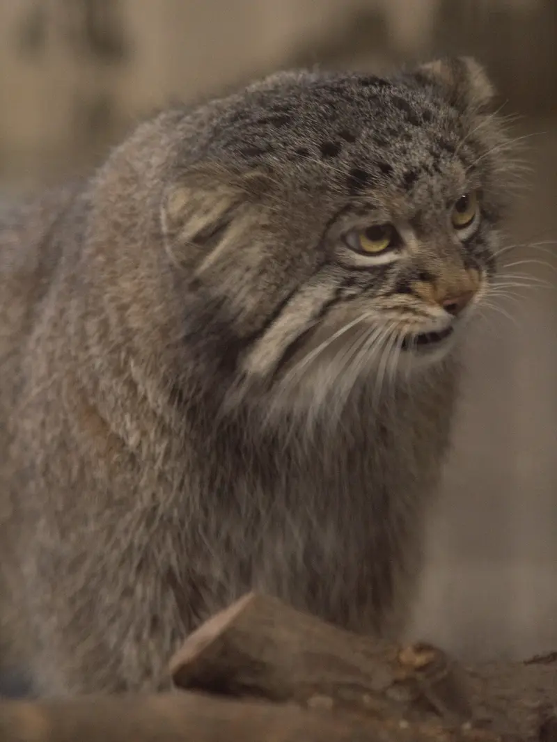 Фотография Фиги в Зоопарке Ногеяме