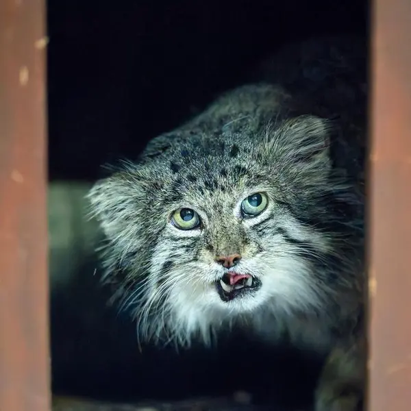 Фотография Клёна в Зоопарке Уено