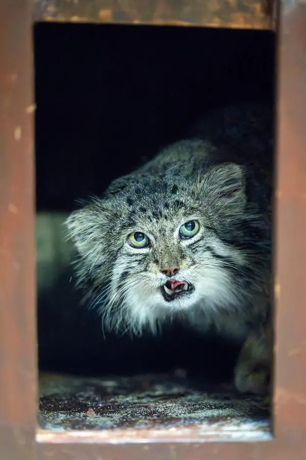 Фотография Клёна в Зоопарке Уено