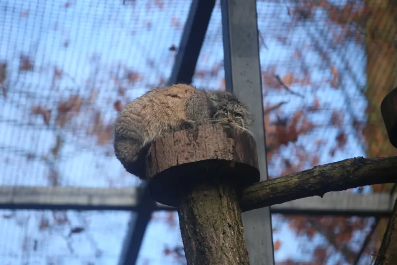 Фотография Мануэля в Гданском Зоопарке