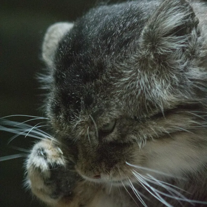 Фотография Примулы в Зоопарке Уено