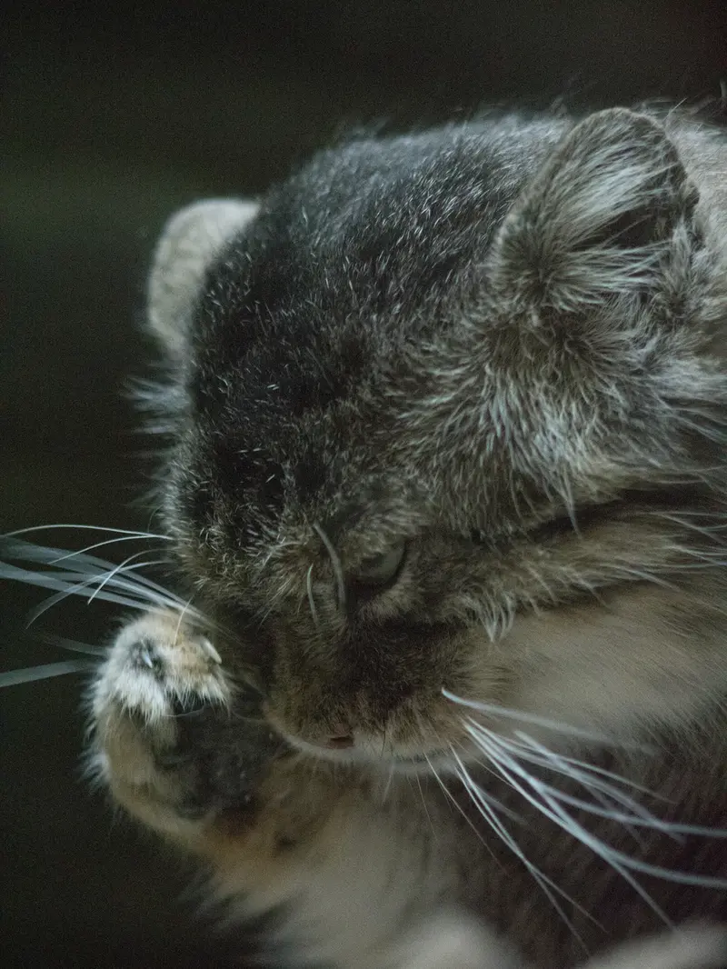 Фотография Примулы в Зоопарке Уено