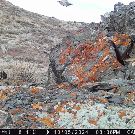 Фотография Сераи Куропатки с фотоловушки Жиланды