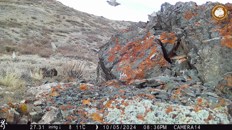 Фотография Сераи Куропатки с фотоловушки Жиланды