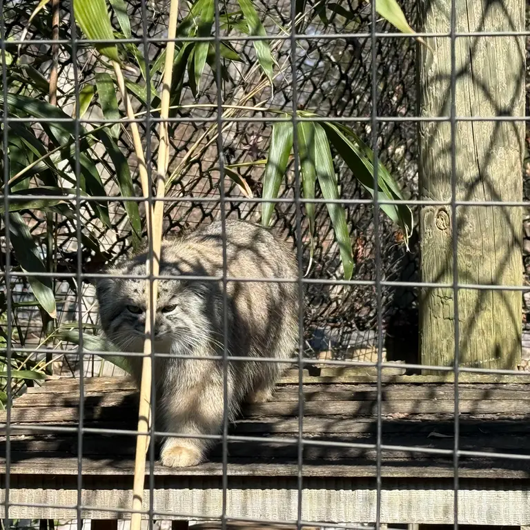 Фотография Себы в Смитсоновском Национальном Зоопарке
