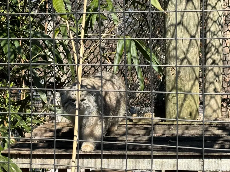 Фотография Себы в Смитсоновском Национальном Зоопарке