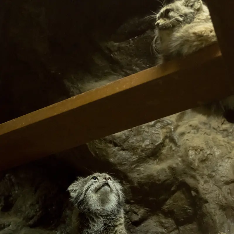 Фотография Примулы и Клёна в Зоопарке Уено