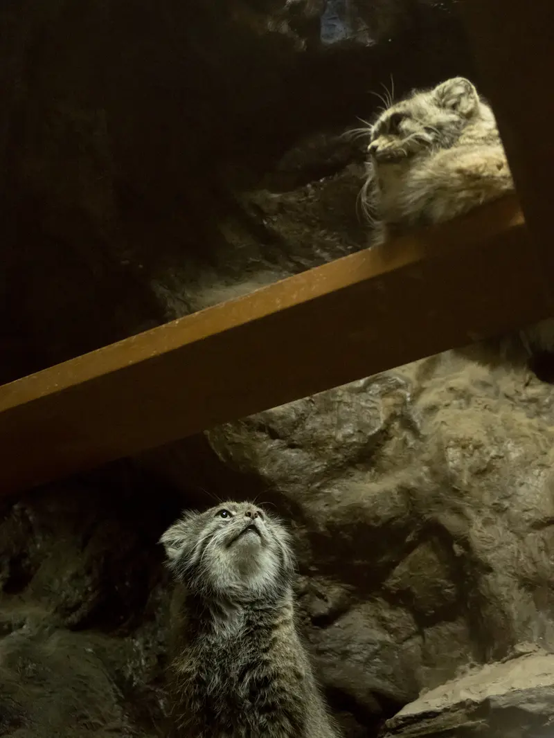 Фотография Примулы и Клёна в Зоопарке Уено