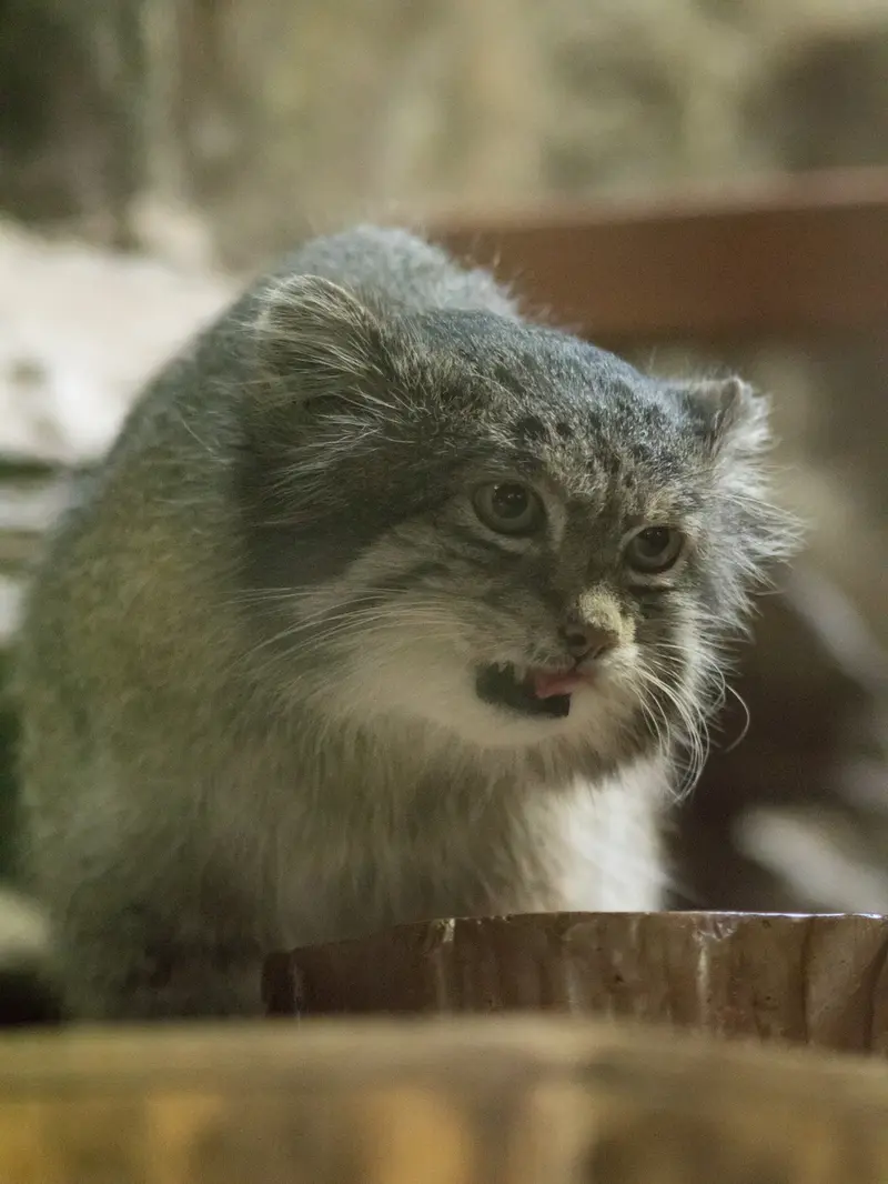 Фотография Клёна в Зоопарке Уено