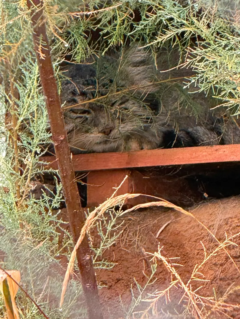 Фотография Спая в Пражском Зоопарке