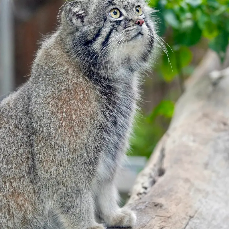 Фотография Нара в Царстве Животных Кобе