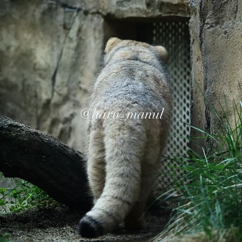 Фотография Бора в Царстве Животных Насу
