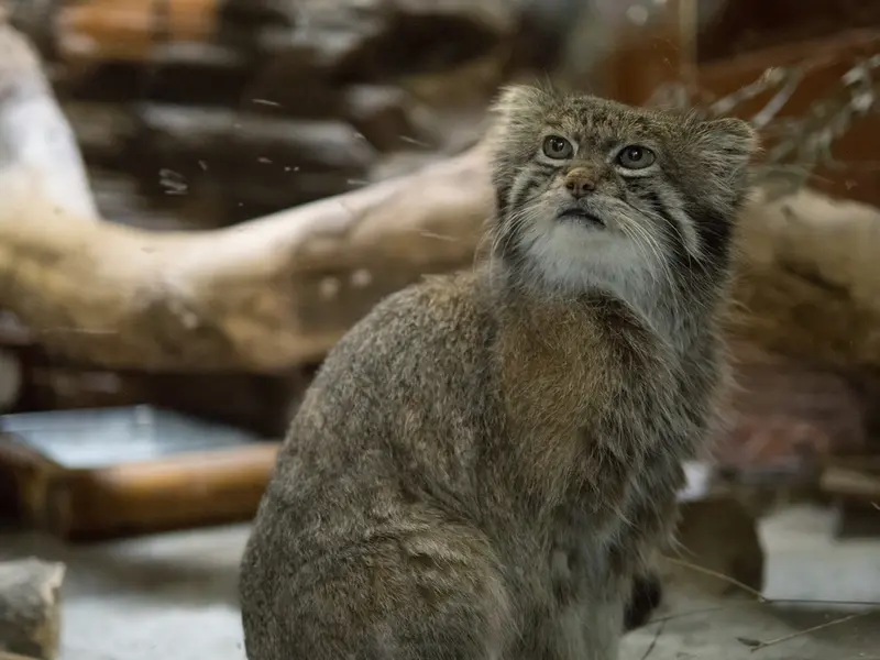 Фотография Клёна в Зоопарке Уено