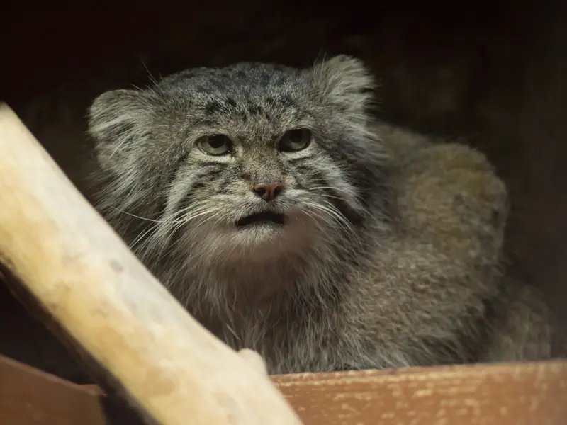 Фотография Клёна в Зоопарке Уено