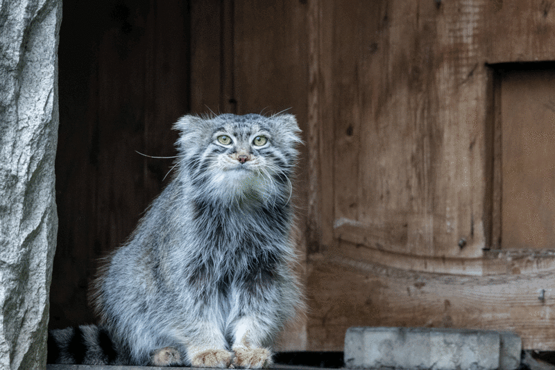 Фотография с манулом