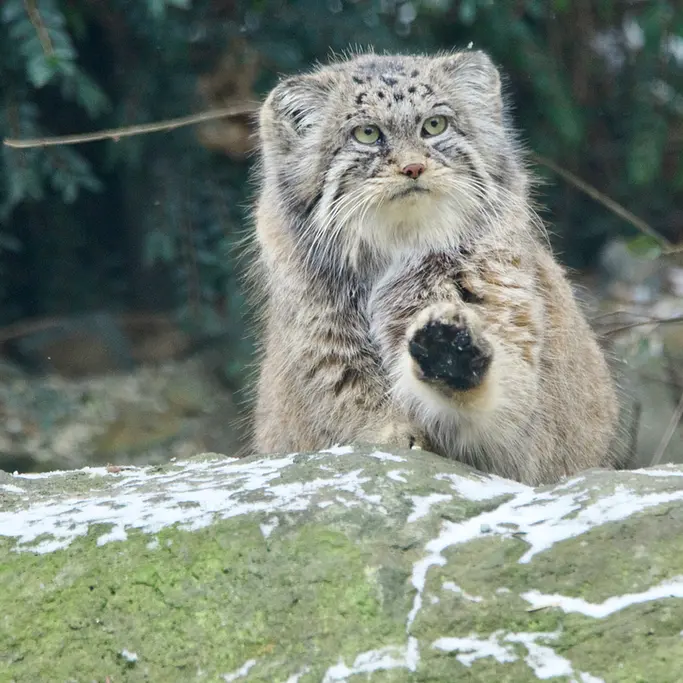 Фотография Мойры в Остравском Зоопарке