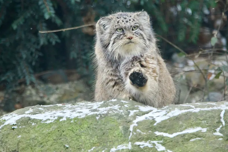 Фотография Мойры в Остравском Зоопарке