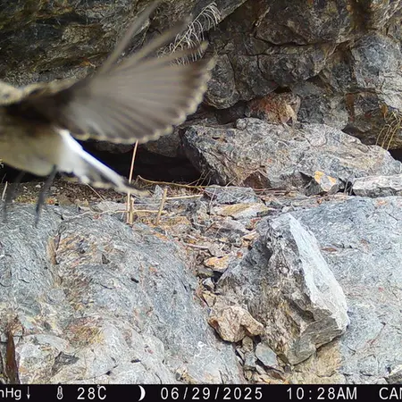 Фотография с манулом с фотоловушки Жунды 1