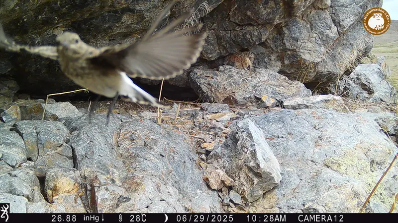 Фотография с манулом с фотоловушки Жунды 1