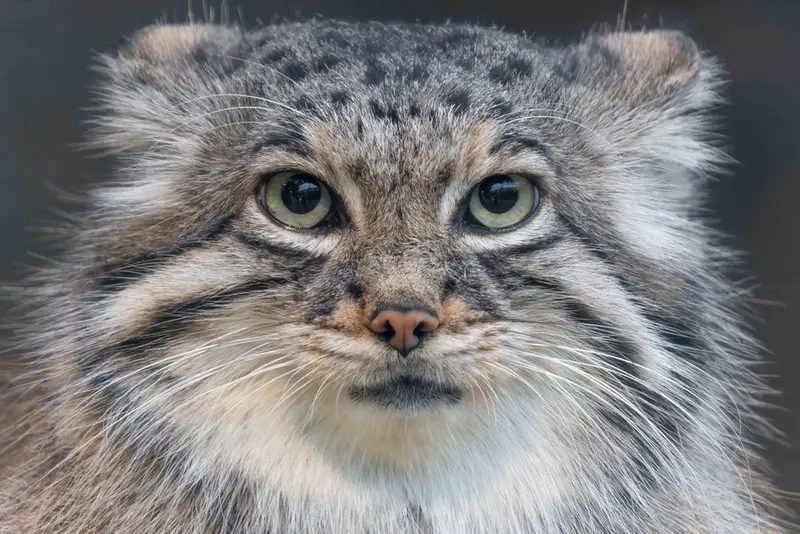 Фотография с манулом