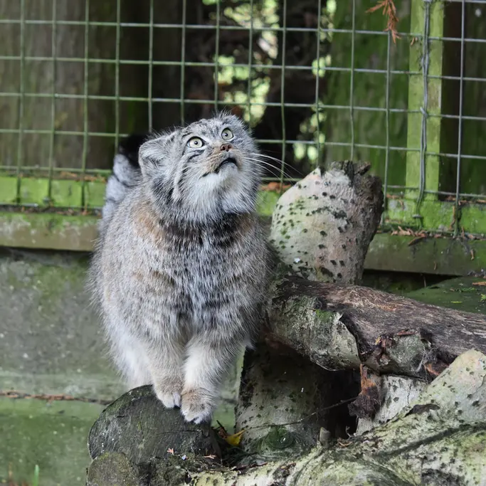 Фотография Беллы в Зоопарке Бэнхэм