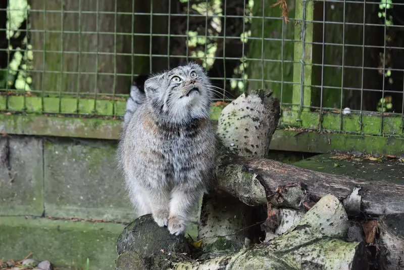 Фотография Беллы в Зоопарке Бэнхэм