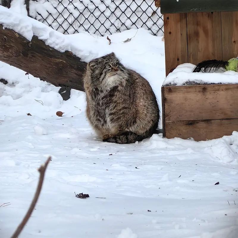 Фотография Снежинки в Новосибирском Зоопарке