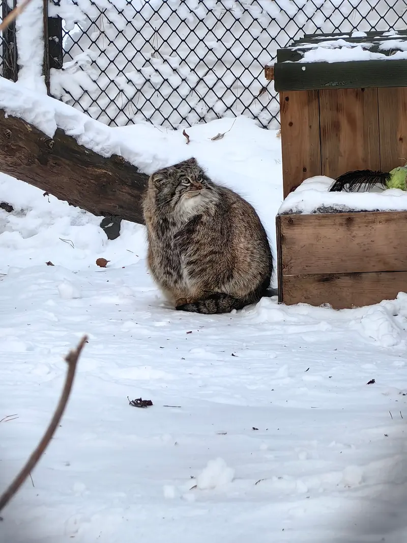 Фотография Снежинки в Новосибирском Зоопарке