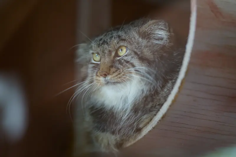 Фотография Лотоса в Детском зоопарке Сайтама