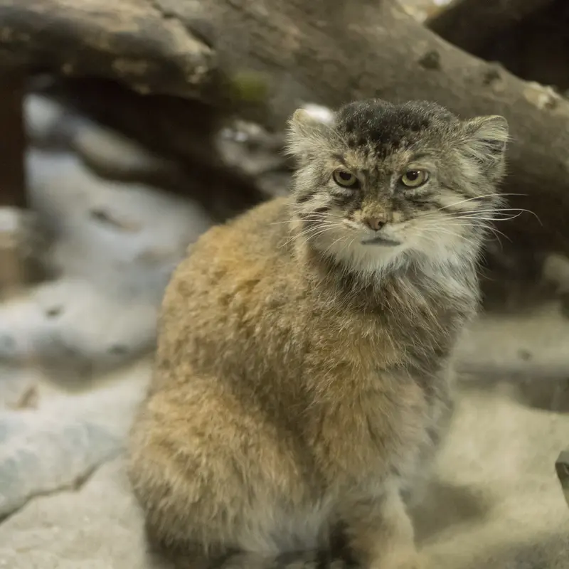 Фотография Примулы в Зоопарке Уено