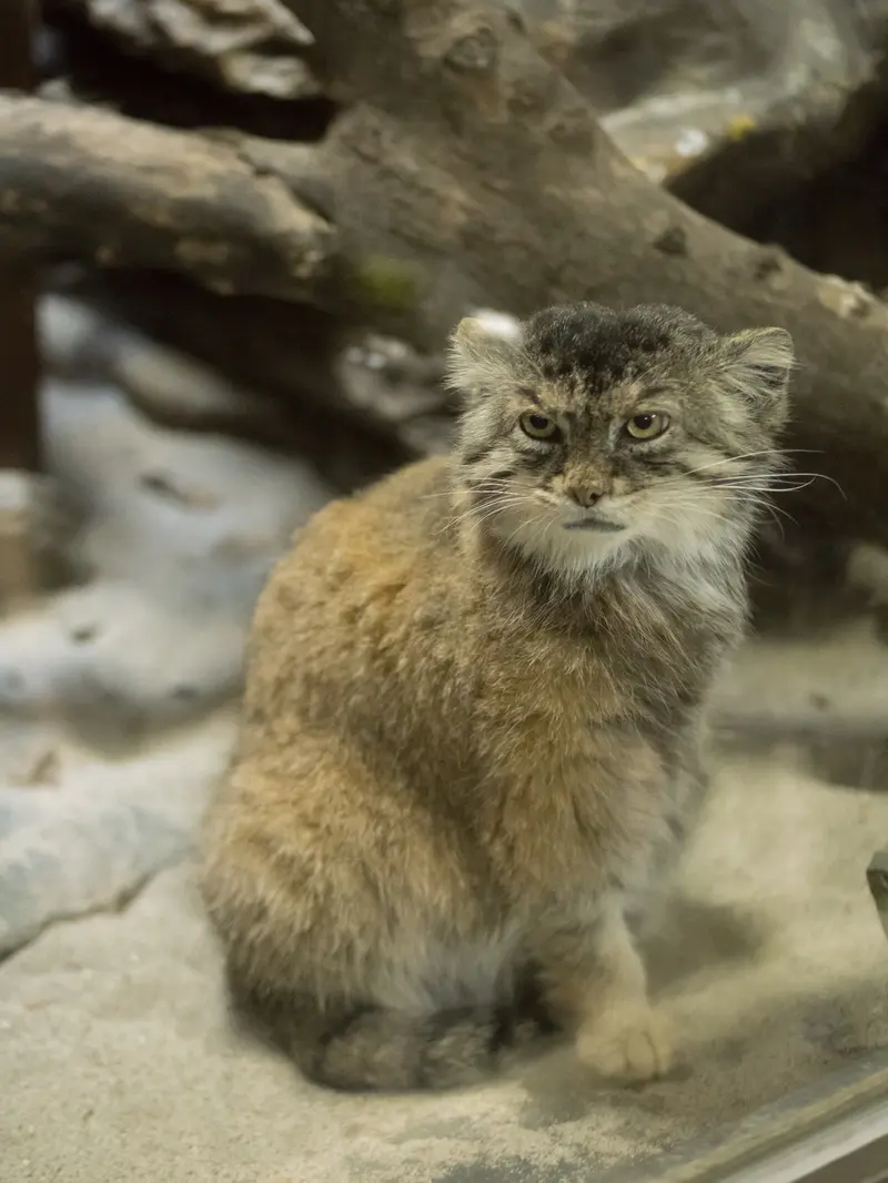 Фотография Примулы в Зоопарке Уено