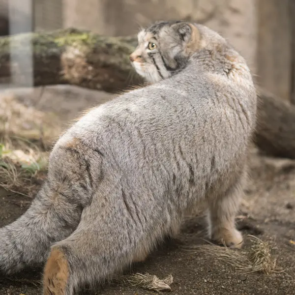 Фотография Нагому в Царстве Животных Насу