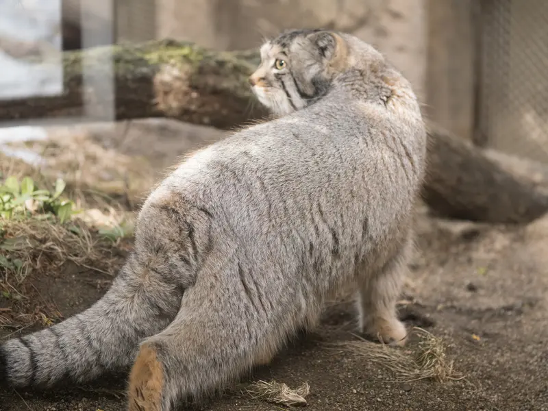 Фотография Нагому в Царстве Животных Насу