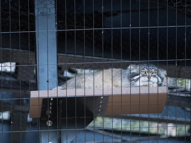 Фотография Груши в Зоопарке Асахияма