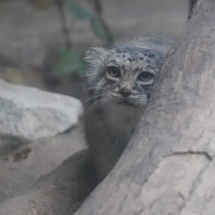 Фотография Аз в Царстве Животных Кобе