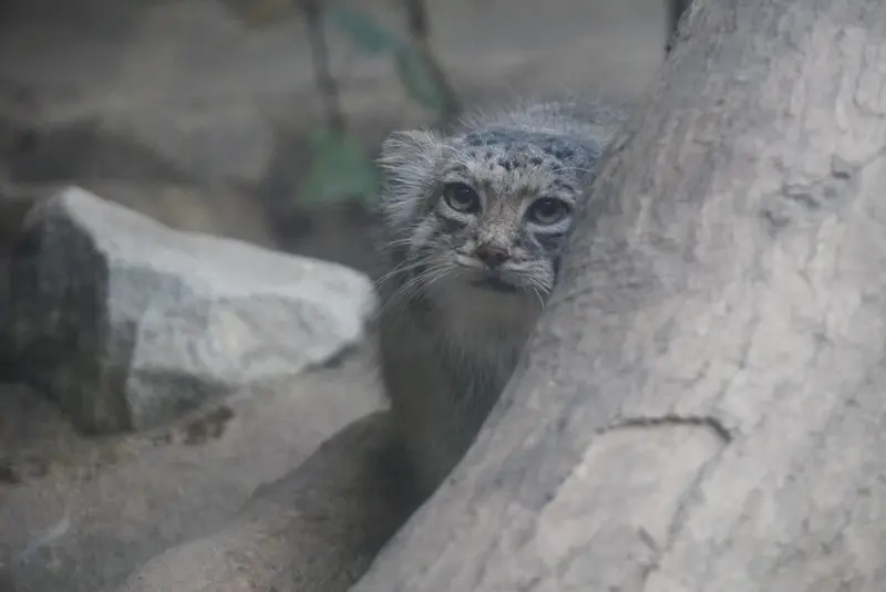 Фотография Аз в Царстве Животных Кобе