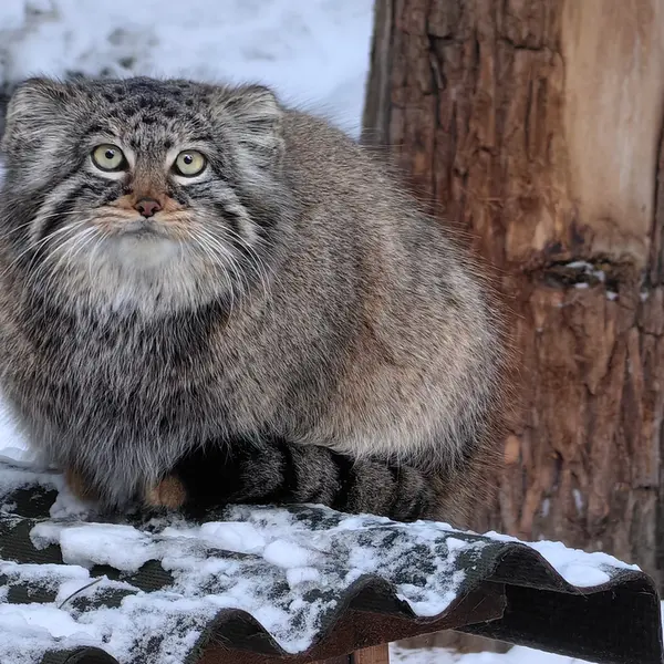 Фотография Евчонки 2023 Г.р. Ⅲ в Новосибирском Зоопарке